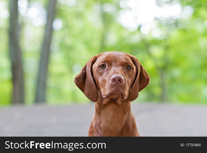 A closeup shot of a Vizsla dog (Hungarian Pointer) with shallow depth of field. A closeup shot of a Vizsla dog (Hungarian Pointer) with shallow depth of field.