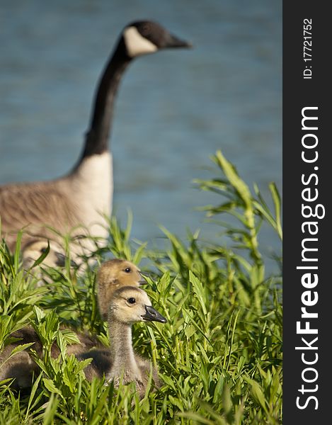 Canada Goslings with Goose