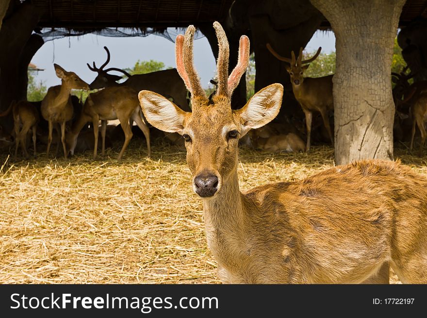 A deer is standing of the team. A deer is standing of the team.