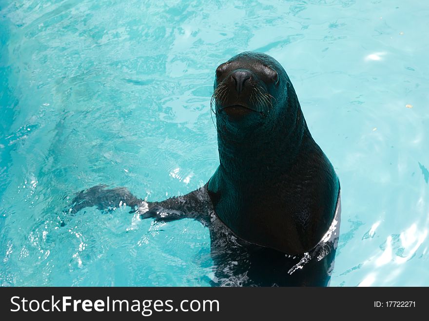 Sea lion in pool among visitors.