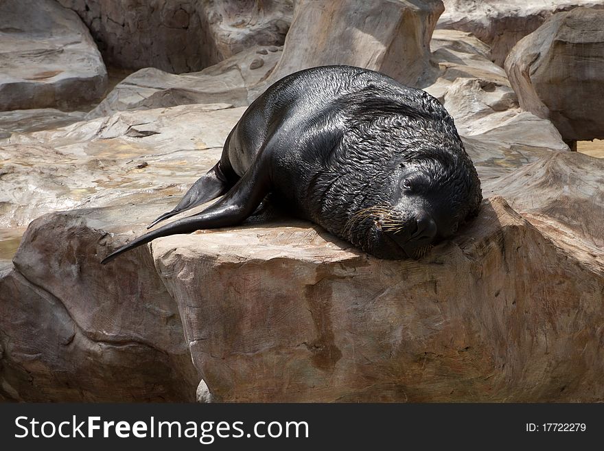 Sea lion sleep on the rock.