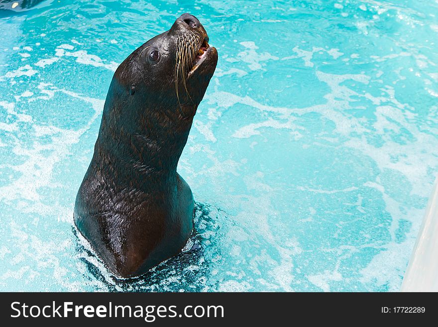 Sea lion waiting the fish