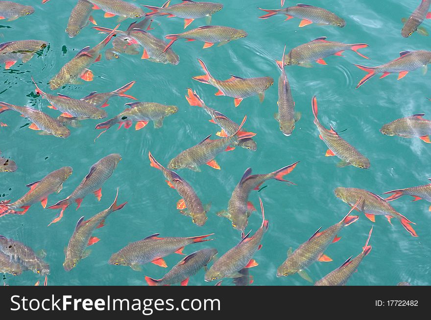 School of red tail fish in green lake