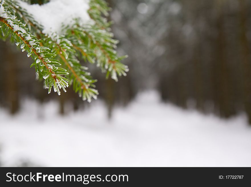Close up of frost and snow covered pine branches, with a snow covered forest background. Close up of frost and snow covered pine branches, with a snow covered forest background