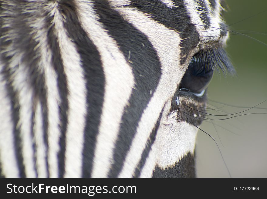 Close up of a zebra looking into the camera. Close up of a zebra looking into the camera.
