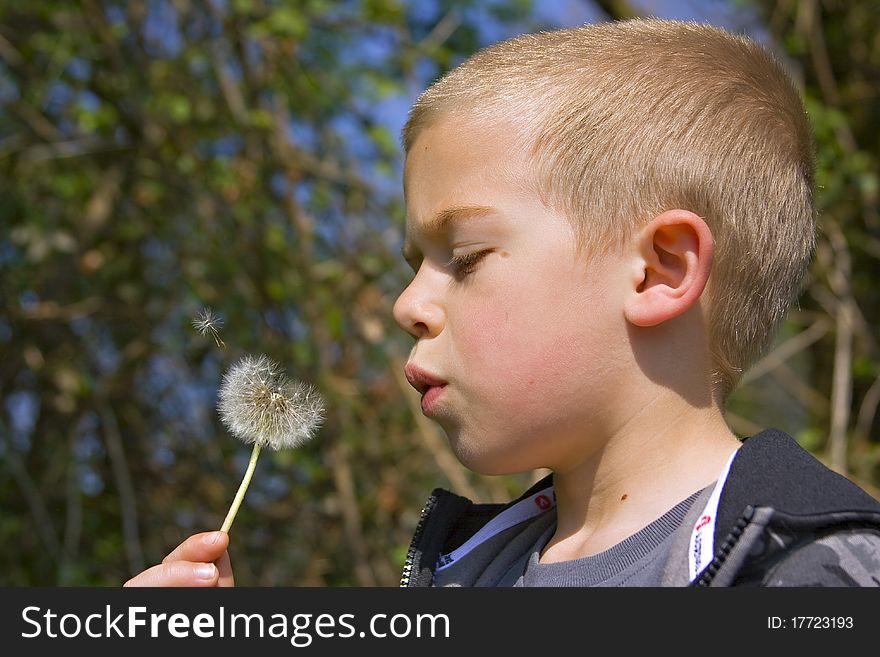 Six year old boy blowing a dandelion