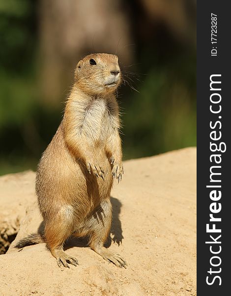 Animals: Prairie dog standing upright. Animals: Prairie dog standing upright