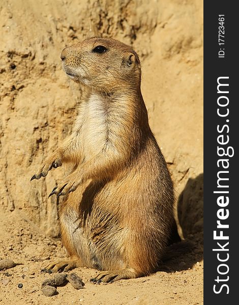 Animals: Prairie dog standing upright. Animals: Prairie dog standing upright