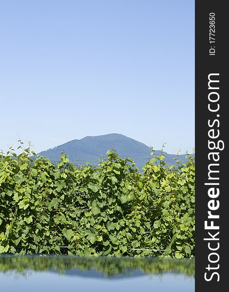 Vineyard in reflection from Alsace. France. Vineyard in reflection from Alsace. France.