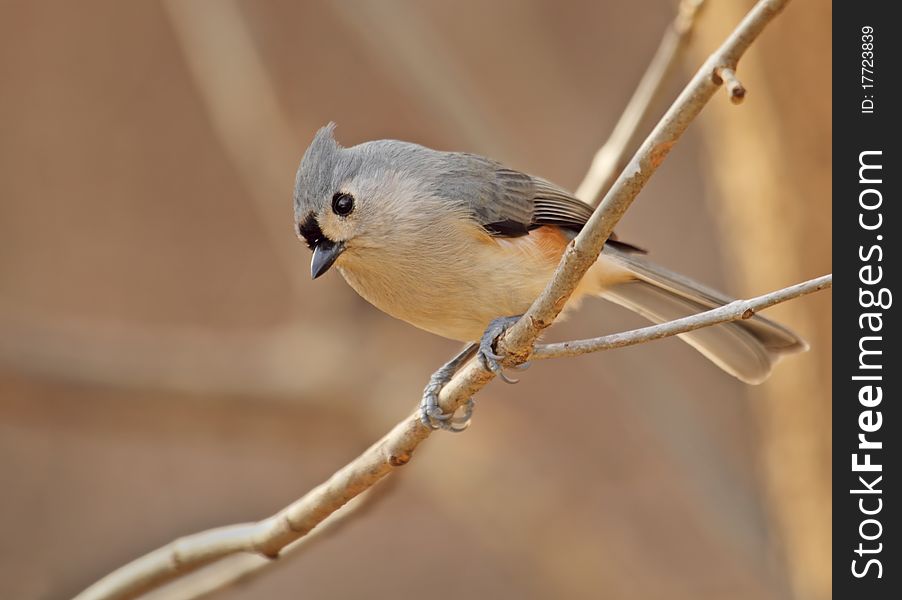 Tufted titmouse, Baeolophus bicolor, perched on a tree branch