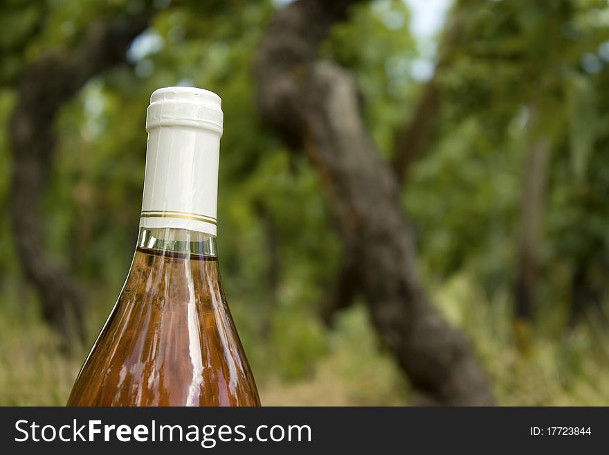 Wine bottle, rose vine in a vineyard. Wine bottle, rose vine in a vineyard.