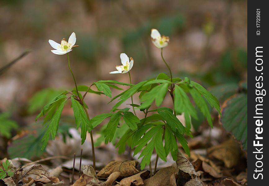 Wood anemone (Anemone nemorosa)