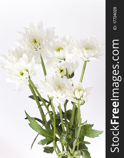 Bunch of freshly cut white carnation flowers arranged in a simple floral bouquet with stems and leaves. Bunch of freshly cut white carnation flowers arranged in a simple floral bouquet with stems and leaves