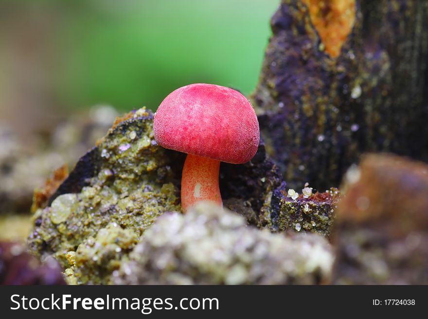 Red Mushroom