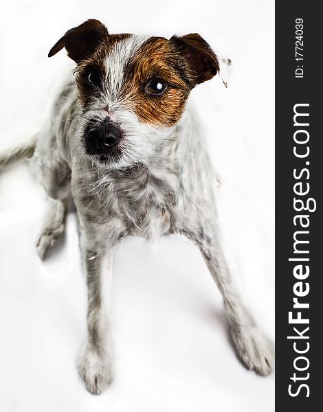 Jack russel terrier isolated on a white background, looking into view. Jack russel terrier isolated on a white background, looking into view