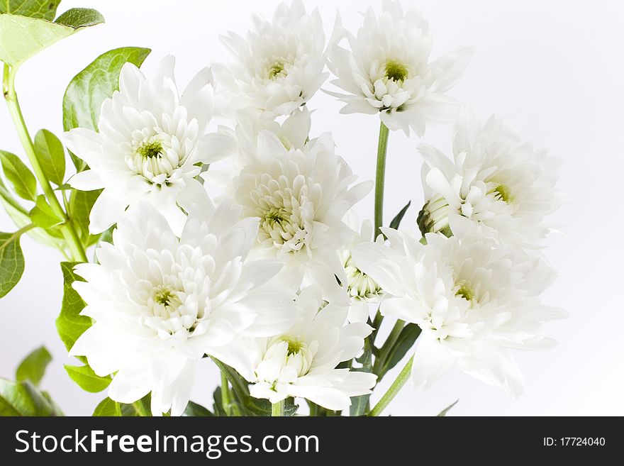 Bunch of freshly cut white carnation flowers arranged in a simple floral bouquet with stems and leaves. Bunch of freshly cut white carnation flowers arranged in a simple floral bouquet with stems and leaves