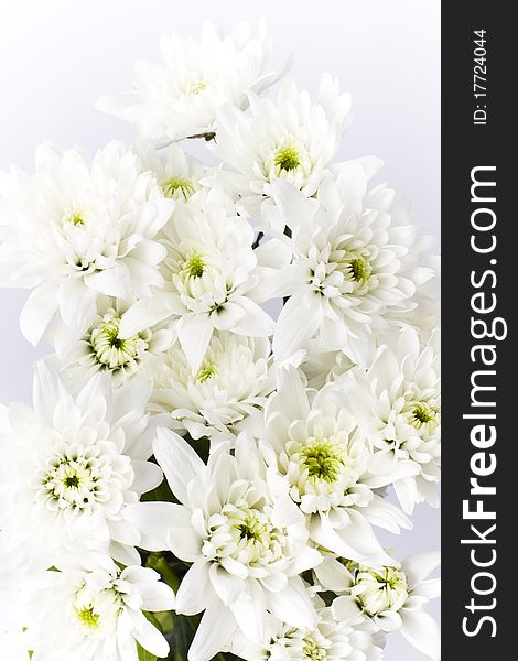 Bunch of freshly cut white carnation flowers arranged in a simple floral bouquet. Bunch of freshly cut white carnation flowers arranged in a simple floral bouquet