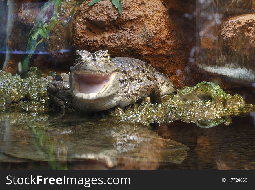 The white (spectacled) caiman with its mouth wide open. The white (spectacled) caiman with its mouth wide open.