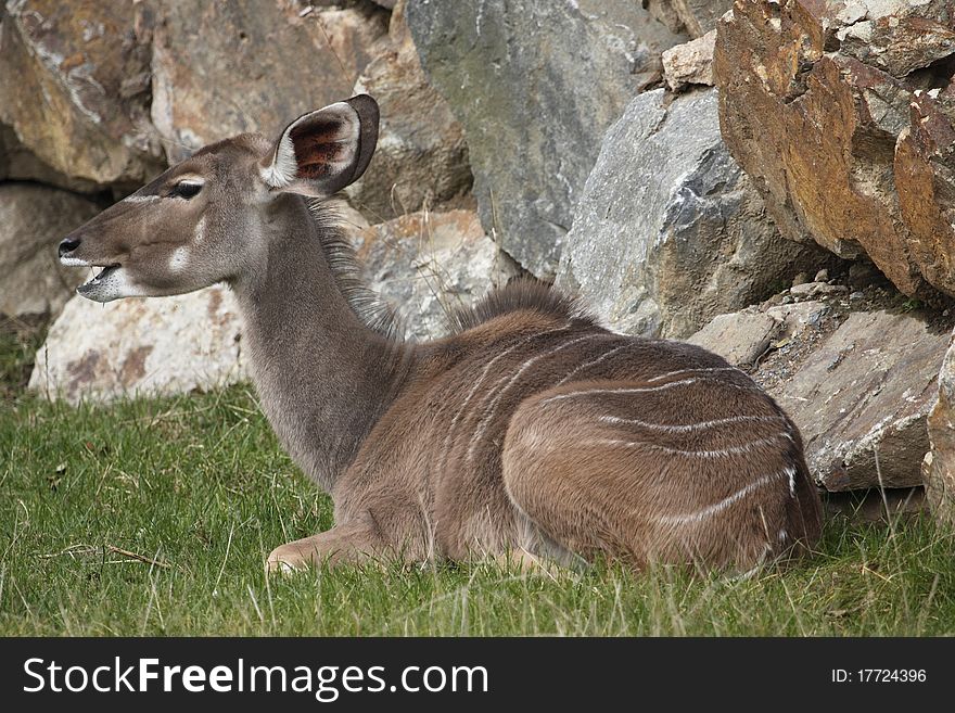 The Greater Kudu (Tragelaphus strepsiceros) is a woodland antelope found throughout eastern and southern Africa.