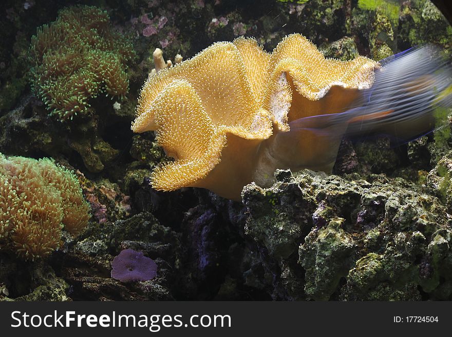 Common toadstool coral (sarcophyton trocheliophorum) is the kind of leather coral which lives on the coral reefs.