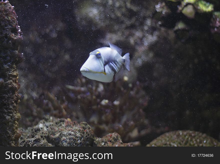 The approaching lagoon or blackbar triggerfish. The approaching lagoon or blackbar triggerfish.