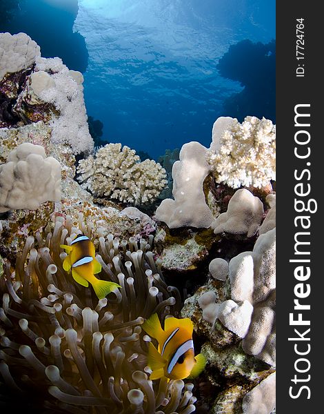 Two Clownfish on an Anemone in the Red Sea, Egypt. Two Clownfish on an Anemone in the Red Sea, Egypt