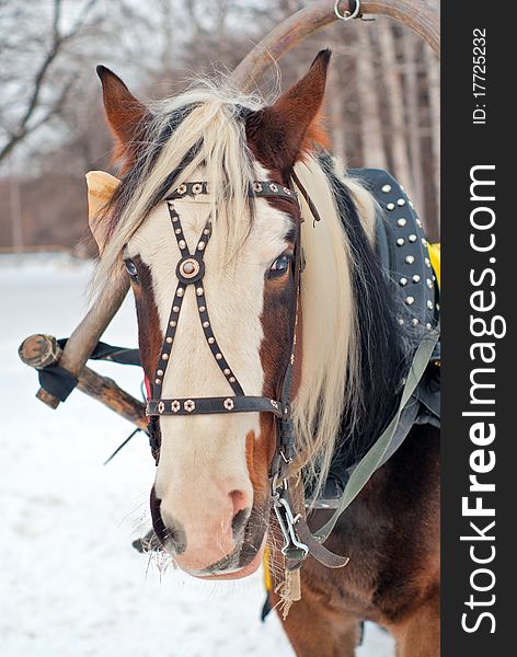 A horse harnessed to a sled to ride in the park