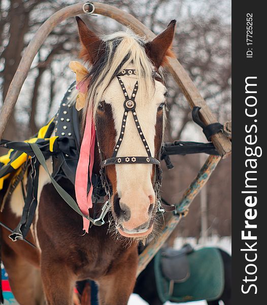 A horse harnessed to a sled to ride in the park
