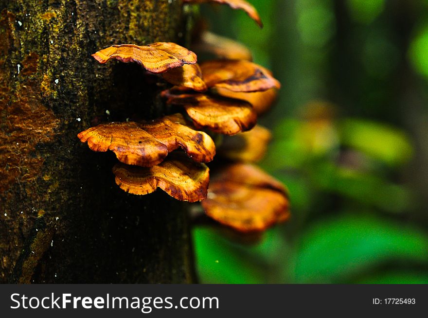 Fungus mushrooms at Phaghan island thailand