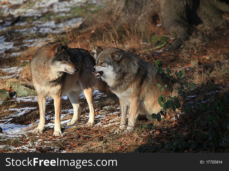 Wolves in Bavarian Forest and grimming teeth!