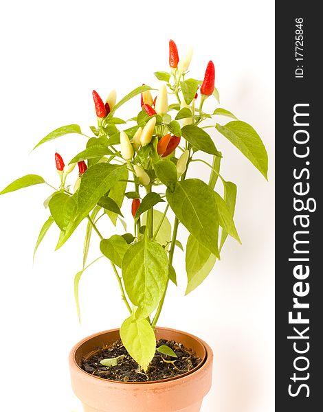 A green Chiltepin chilli pepper plant in a pot with ripe red and white chilli peppers. A green Chiltepin chilli pepper plant in a pot with ripe red and white chilli peppers