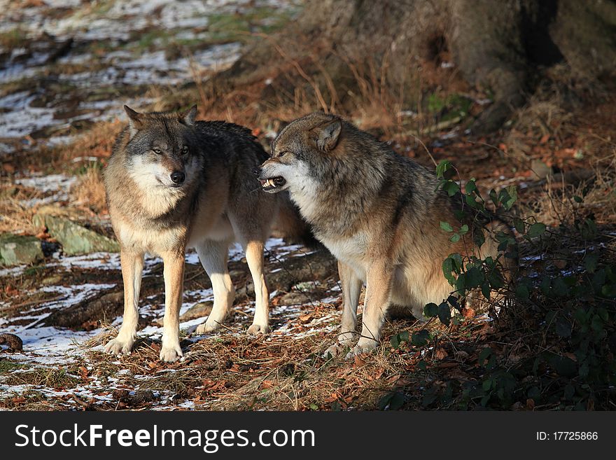 Wolves in conflict in Bavarian Forest. Wolves in conflict in Bavarian Forest