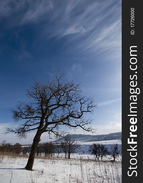 Oak tree winter peissage on snow and blue sky with scattered clouds. Oak tree winter peissage on snow and blue sky with scattered clouds
