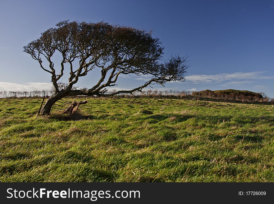 Old tree on a green field alone. Old tree on a green field alone