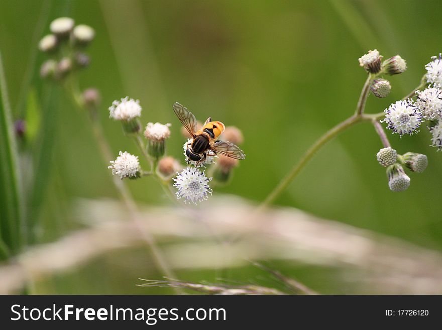 The Honeybee collecting the pollen