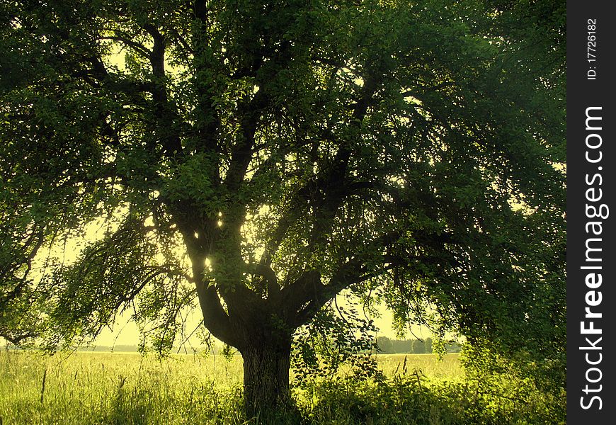 Solar radiation passing through the old pear branches. Solar radiation passing through the old pear branches