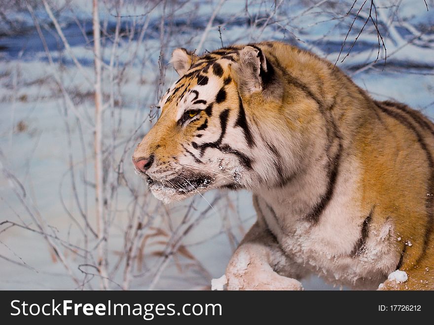 Tiger that chases in the forest innevata