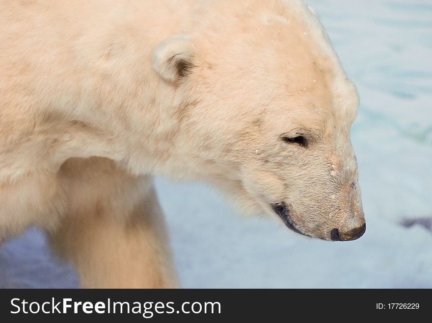 White bear search a prey on ice. White bear search a prey on ice