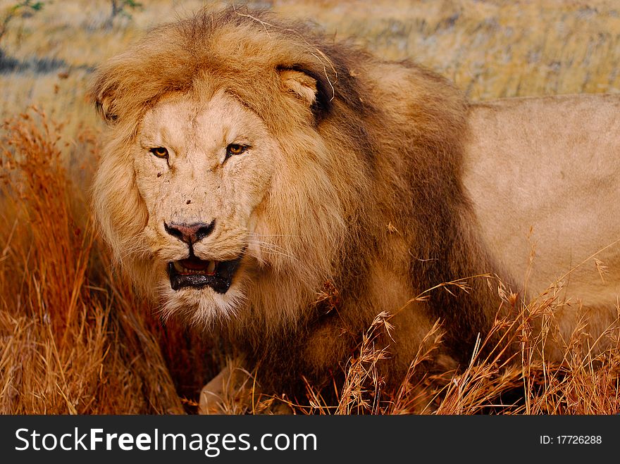 Male lion that waits for the prey in the savanna