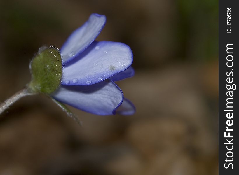 Hepatica nobilis common liverwort beautiful blue flowers spring forest