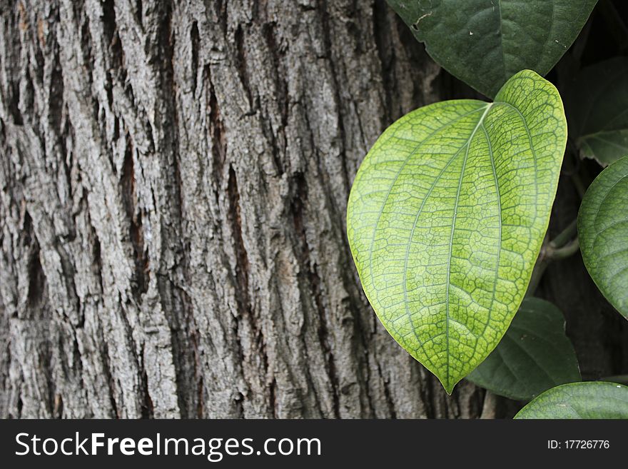 Bright green pepper leaf of the climber climbing on a silver oak tree.