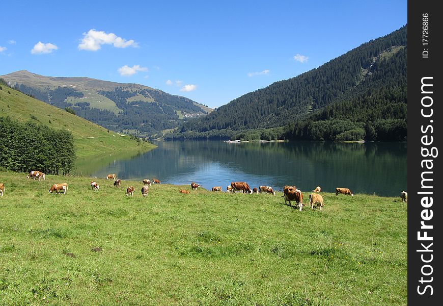 Grazing cows on green meadow by Gerlos lake. Grazing cows on green meadow by Gerlos lake