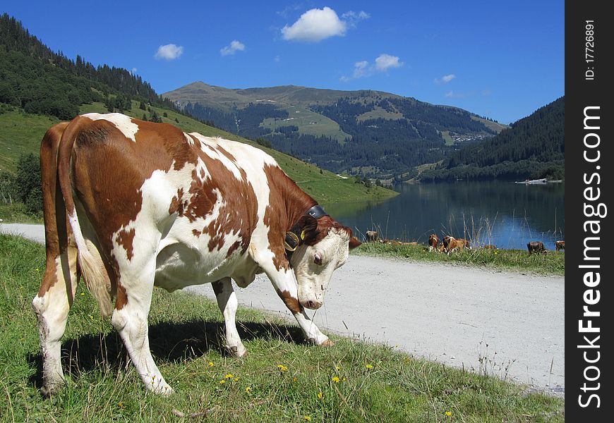 Grazing cows on green meadow by Gerlos lake. Grazing cows on green meadow by Gerlos lake