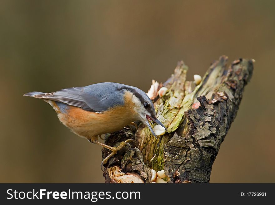 Nuthatch Feeding