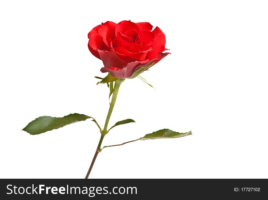 Red Roses On White Isolated Background