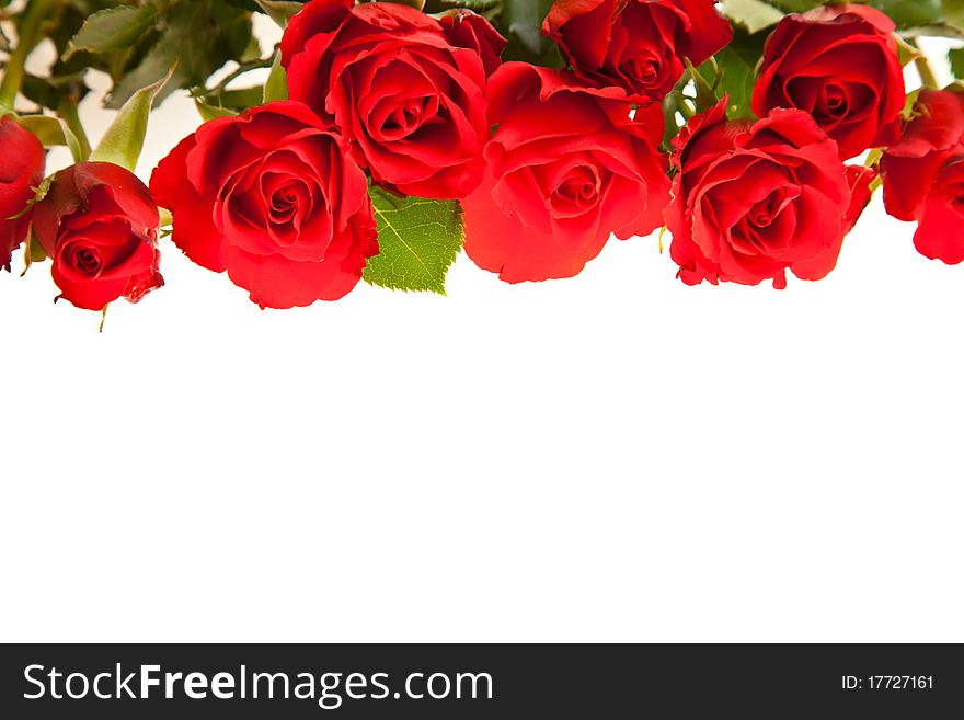 Red roses on white isolated background