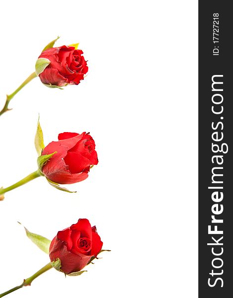 Red roses on white isolated background valentine's day