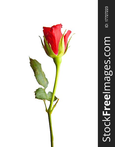 Red Roses On White Isolated Background