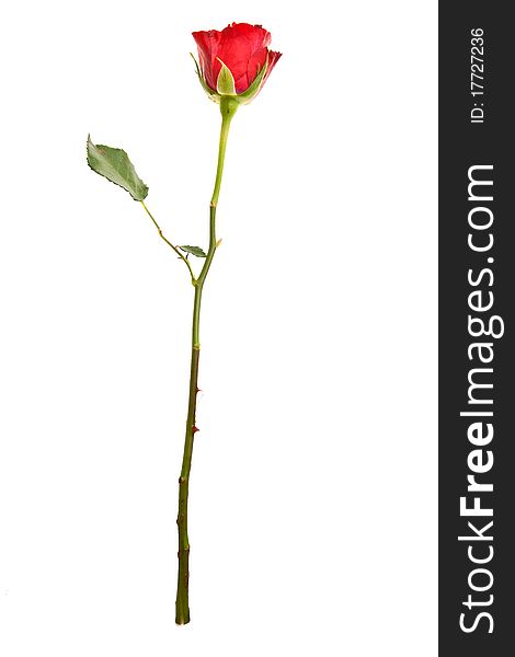 Red roses on white isolated background