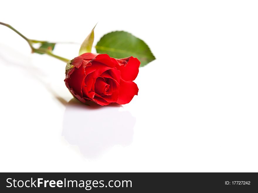 Red roses on white isolated background